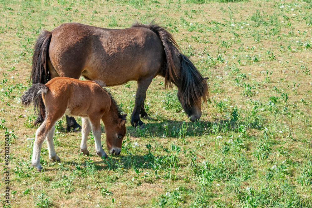 Pony and foal graze on a green field. Soringtime. pasture