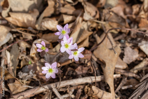 Close up view of a cluster of sharp-lobed Hepatica wildflowers (anemone acutiloba) growing undisturbed in their native woodland forest habitat in spring photo