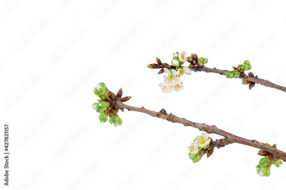 Two flowering twigs of sweet cherry isolated on a white background. Design elements Two flowering twigs of sweet cherry isolated on a white background. Design elements