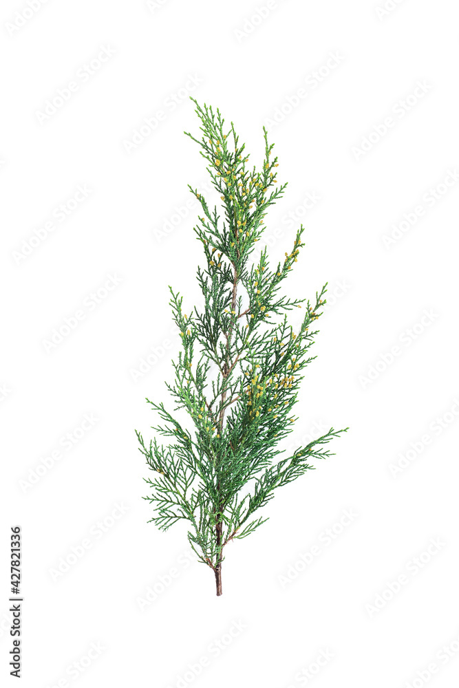 Sprig of green juniper on a white background. Sprig of green juniper on a white background.