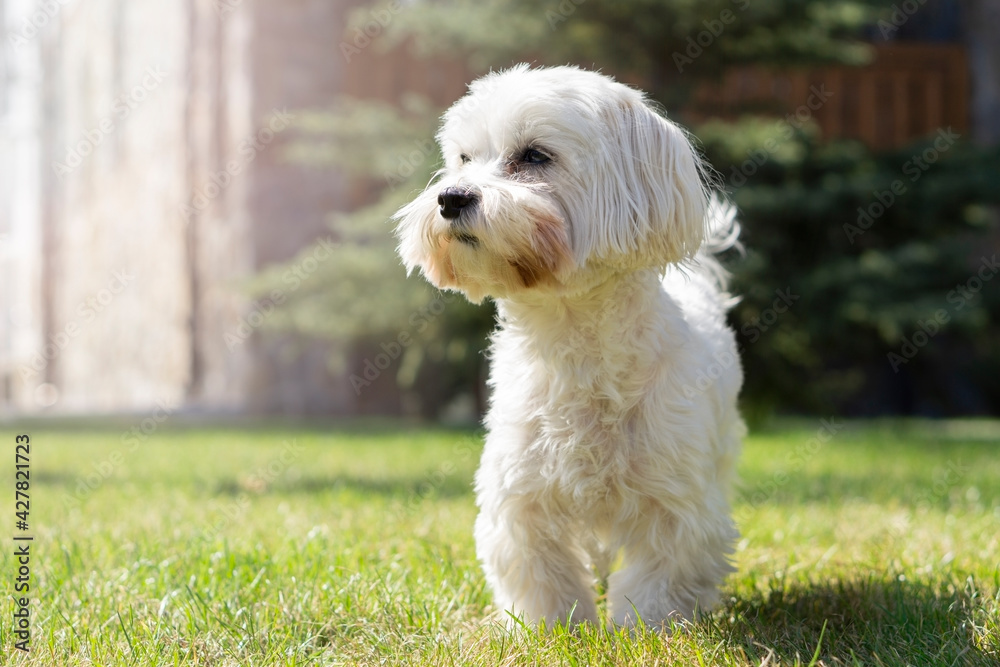 Maltese dog on walk in the park . Background with copy space .