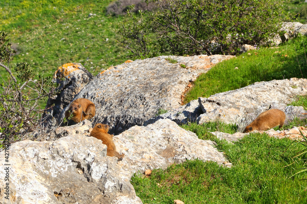 Rock hyrax or dassie, cape hyrax, rock rabbit, rock badger (Procavia capensis) in the wild. Mount Arbel. Nature reserve and national park. Low Galilee, Israel Rock hyrax or dassie, cape hyrax, rock rabbit, rock badger (Procavia capensis) in the wild. Mount Arbel. Nature reserve and national park. Low Galilee, Israel