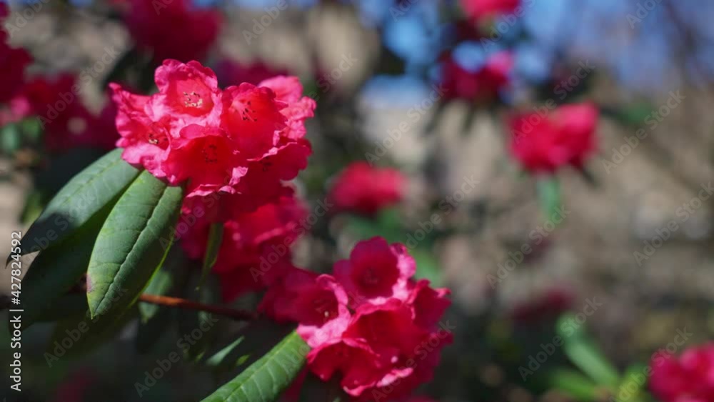 Rhododendron flowers blowing in the wind Rhododendron flowers blowing in the wind
