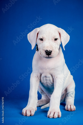 Vertical shot of dogo argentino puppy on blue background photo