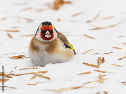 European Goldfinch sitting on a snow and eating seeds ash.