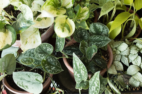 Fototapeta Naklejka Na Ścianę i Meble -  Home indoor green plants, home gardening