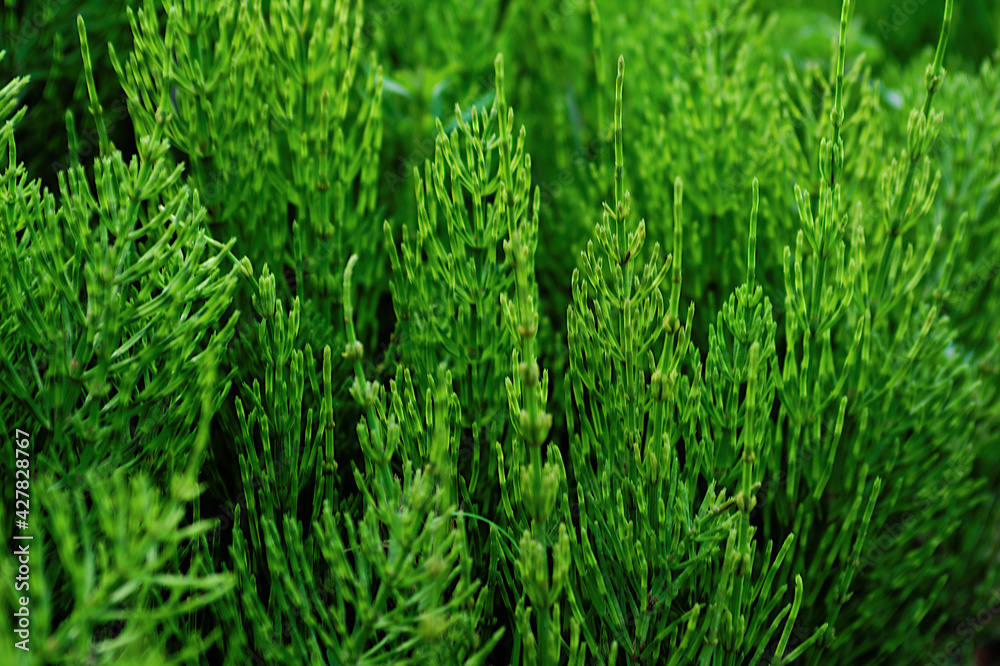 green grass texture