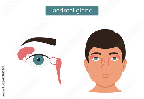 Vector flat illustration of the anatomy of the lacrimal gland. photo
