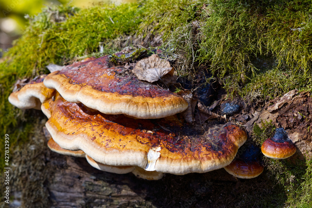 Parasitic fungus growing on a tree like virus Fomitopsis pinicola. Red Banded Polypore growing on a tree covered by green moss in the forest. Parasitic fungus growing on a tree like virus Fomitopsis pinicola. Red Banded Polypore growing on a tree covered by green moss in the forest.
