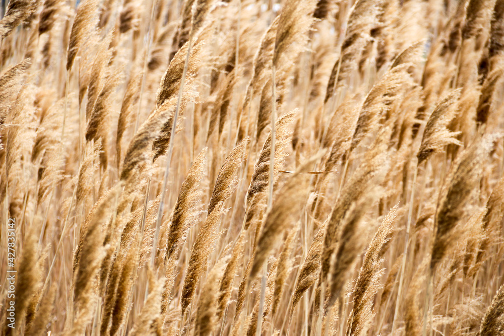 Dry reed on the lake, reed layer, reed seeds. Golden reed grass, pampas grass. Abstract natural background. Beautiful pattern with neutral colors. Minimal, stylish, trend concept Dry reed on the lake, reed layer, reed seeds. Golden reed grass, pampas grass. Abstract natural background. Beautiful pattern with neutral colors. Minimal, stylish, trend concept