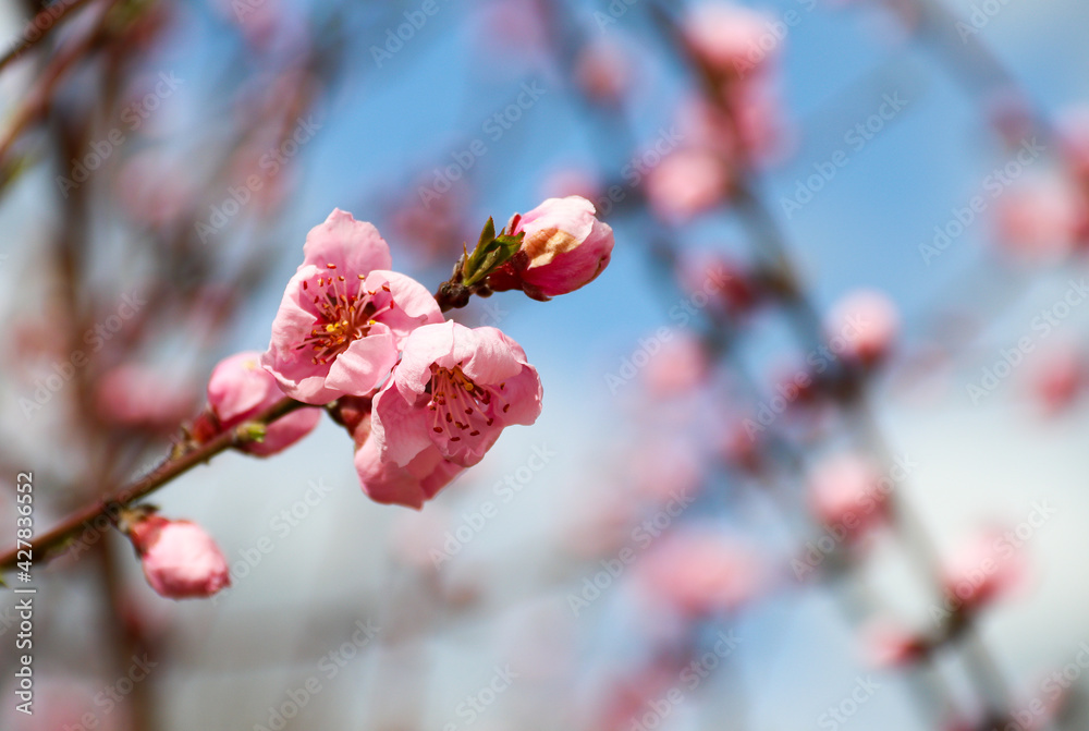 Blooming peach tree. Pink flowers on the tree. The idea of ​​spring, warmth and beauty
