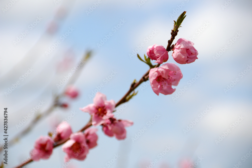 Blooming peach tree. Pink flowers on the tree. The idea of spring, warmth and beauty Blooming peach tree. Pink flowers on the tree. The idea of spring, warmth and beauty