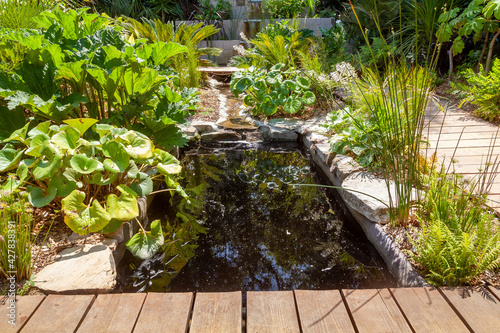 Aménagement d'une zone humide dans un jardin - bassin avec des plantes vertes entouré d'une allée photo