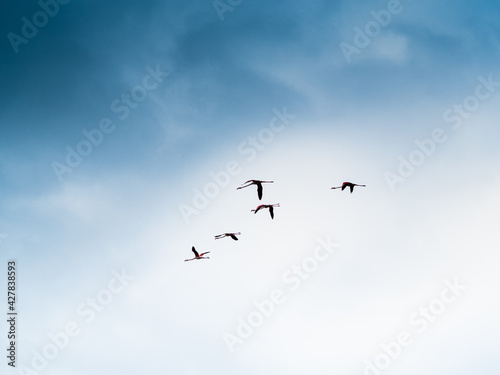 flamencos volando en el delta del Ebro con cielo nublado