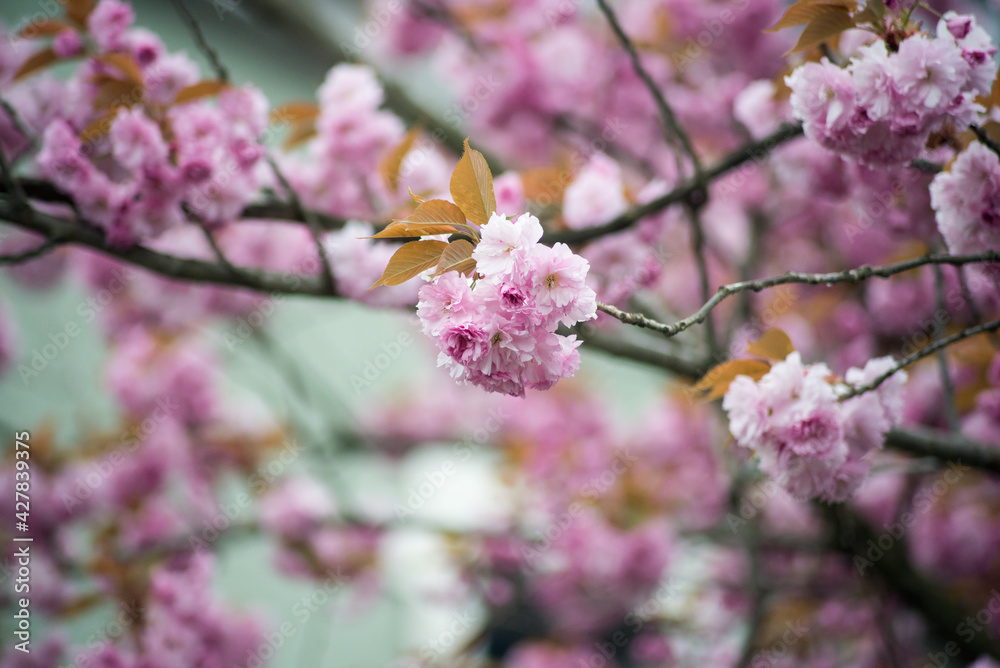 Closeup of pink flowers on cherry blossom tree in a public garden Closeup of pink flowers on cherry blossom tree in a public garden
