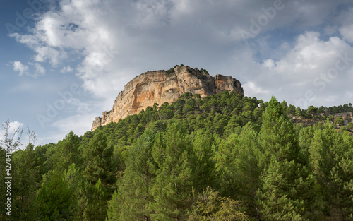 Forest of Austrian pine tree, Pinus nigra. Photo taken near the Uña Lagoon, Serrania de Cuenca Natural Park, Spain