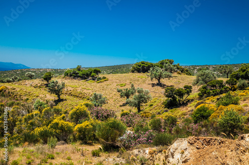 Beautiful panoramic view Olive groves at Evia island. Greece.