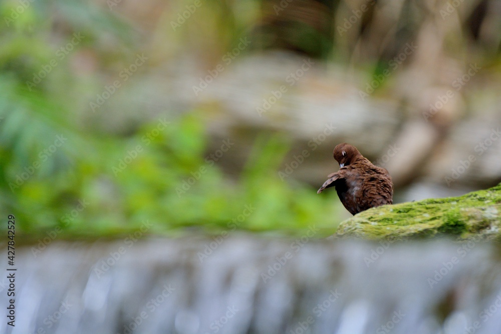 Fototapeta premium Brown Dipper.(Enicurus scouleri Hartert.) Flows in Taiwan.