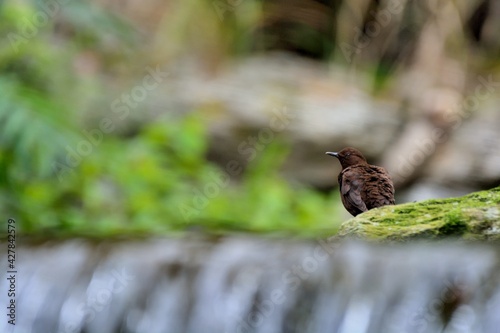 Brown Dipper.(Enicurus scouleri Hartert.) Flows in Taiwan. photo