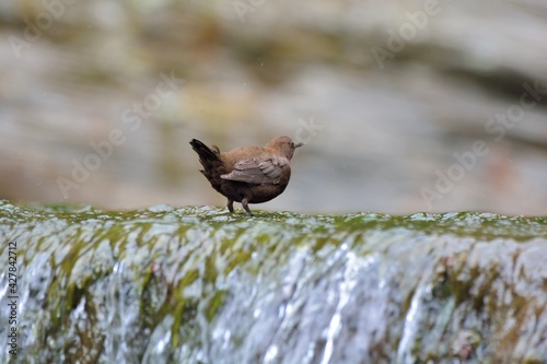 Brown Dipper.(Enicurus scouleri Hartert.) Flows in Taiwan. photo