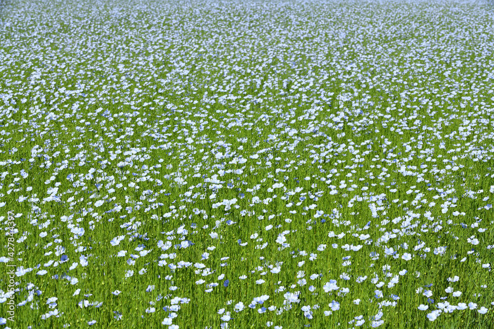 Champ de lin en fleur. Fleur de lin
