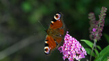 Motyl Rusałka admirał, Vanessa atalanta z rozłożonymi skrzydłami na różowych kwiatach krzewu Budleja Dawida