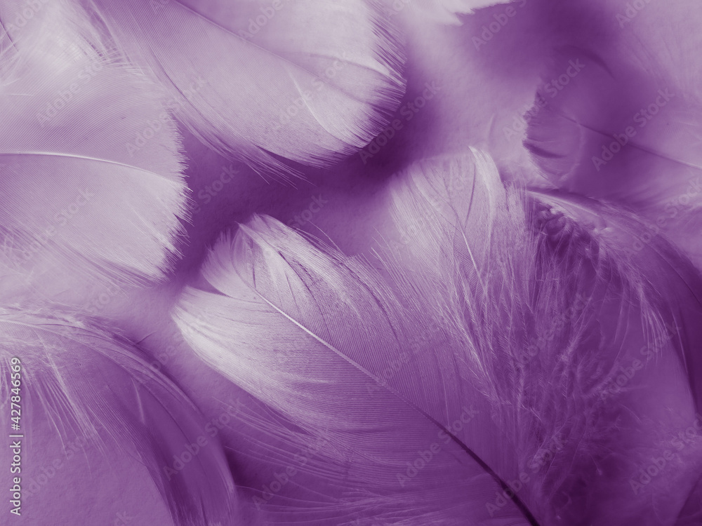 Fototapeta premium Beautiful abstract purple feathers on white background, black feather texture on dark pattern and purple background, colorful feather wallpaper, love theme, valentines day, light purple gradient