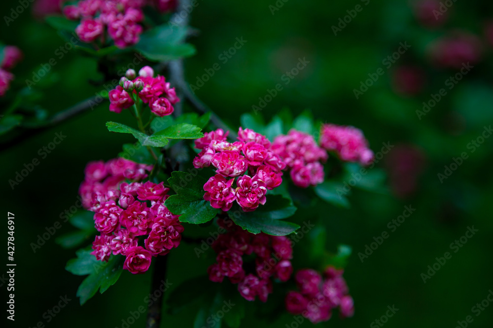 Hawthorn medicinal plant. Pink flowers on a flowering branch. Beautiful flower. Natural background. Hawthorn medicinal plant. Pink flowers on a flowering branch. Beautiful flower. Natural background.