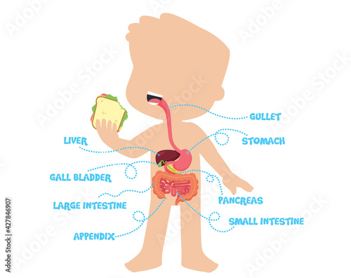 Human Anatomy Digestive System Scheme for Kids Isolated on White Flat Vector Illustration