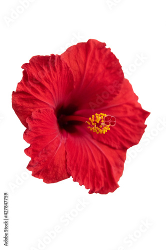Red hibiscus isolated