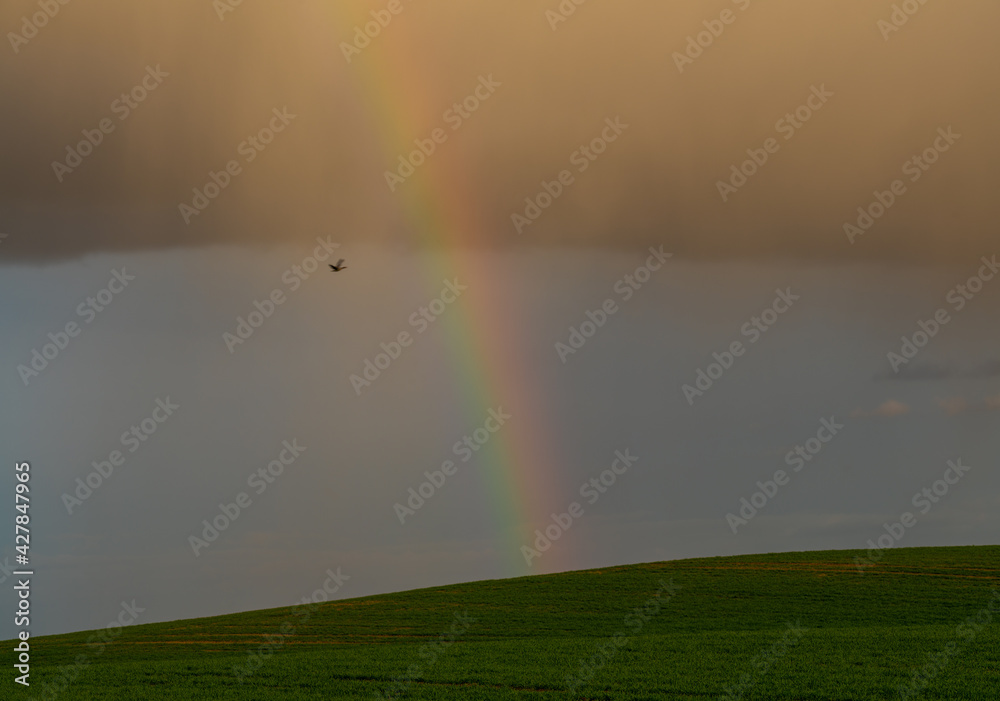rainbow after the evening downpour over the green field