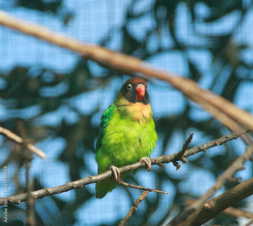 Colourful parrots sitting on the perch Colourful parrots sitting on the perch