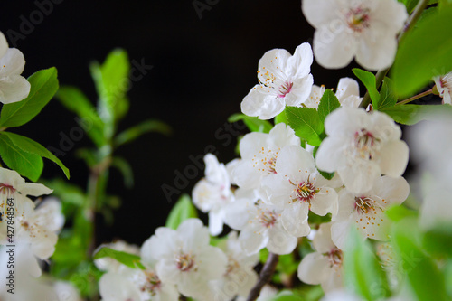 Branch of abundantly blooming plum on a black background