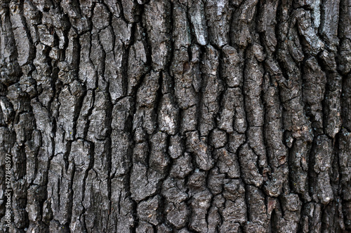 tree bark with a pronounced texture, dark mood photo