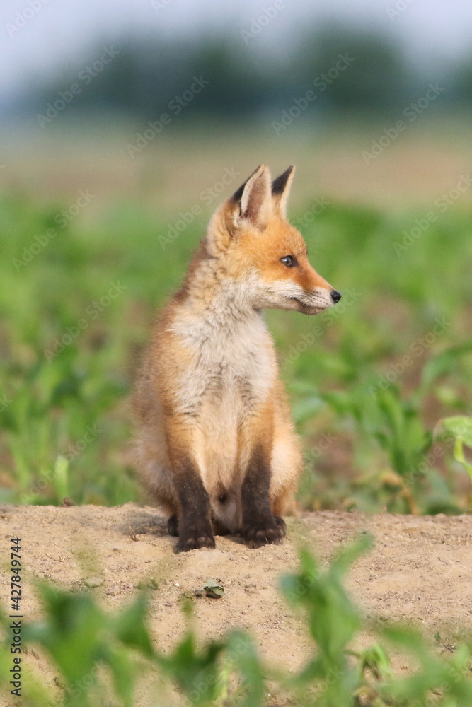 Naklejka premium Baby red fox in the corn field