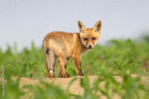 Baby red fox in the spring corn field