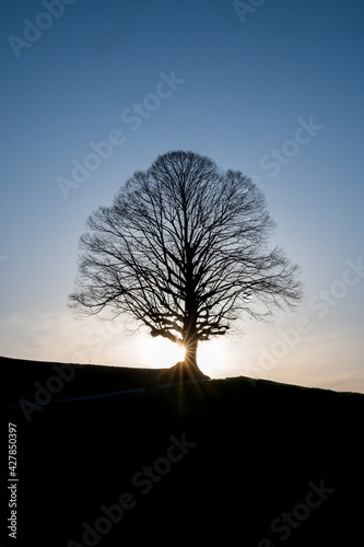 silhouette of an oldgrown tree on a hilly landscape in Emmental