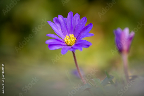 Oriental anemone  anemone blanda  blooms together with the common wild anemone.