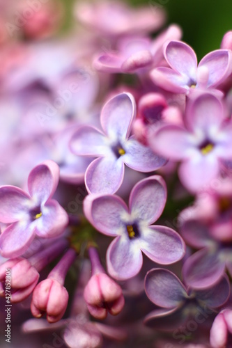 Beautiful lilac. Kiev spring. Garden © Katya