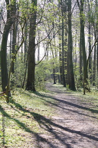 Long shadows across the footpath in the woods on a sunny spring morning