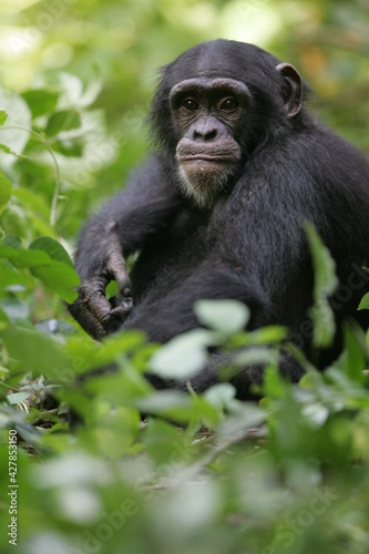 Chimpanzé (pan t. verus) - Western chimpanzee (pan t. verus) © frank boyer