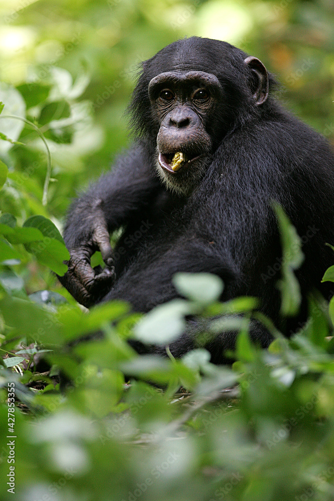 Chimpanzé (pan t. verus) - Western chimpanzee (pan t. verus) Chimpanzé (pan t. verus) - Western chimpanzee (pan t. verus)