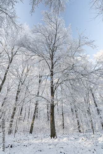 Tree - Winter - Snow