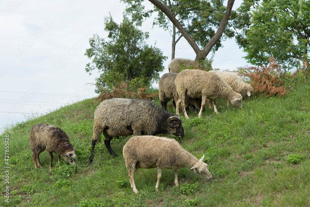 A ram with horns and a sheep with lambs graze on a hill with grass. A ram with horns and a sheep with lambs graze on a hill with grass.
