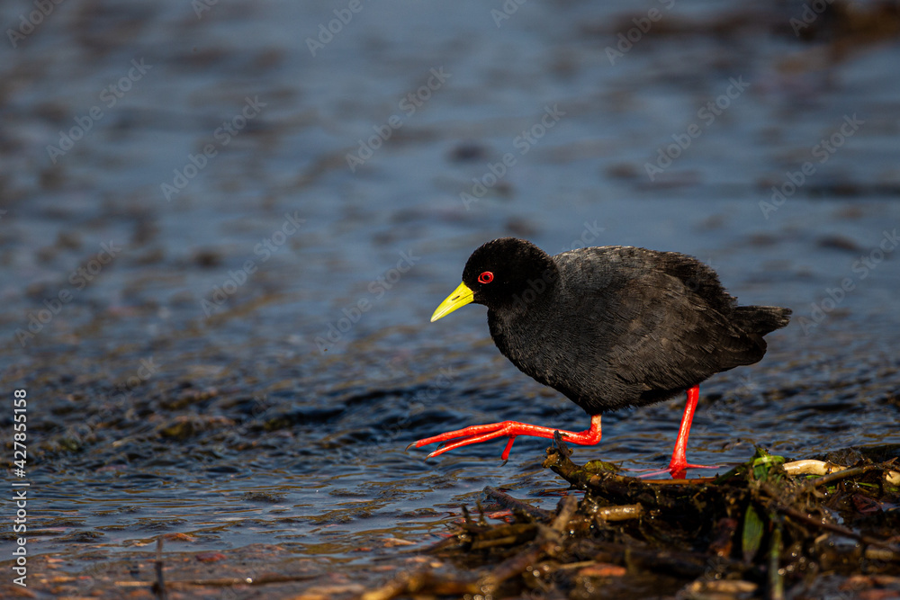 Black Crake walking along the water's edge in South Africa Black Crake walking along the water's edge in South Africa