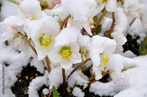 Christrosen im Schnee