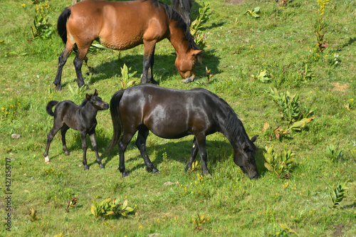 A herd of young horses grazing at summer green field on mountain. Wild horses and foals in the countryside grazing