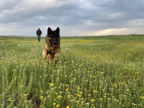 Beautiful shot of a green field with a german shepherd frolicking in the tall flowery grass photo