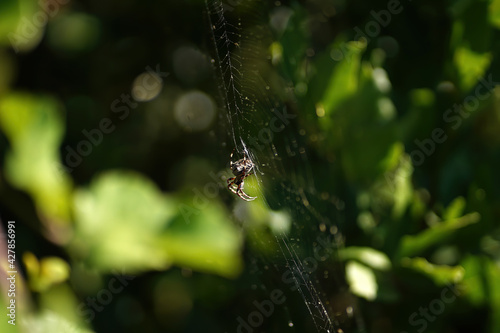 spider on tree leaf photo