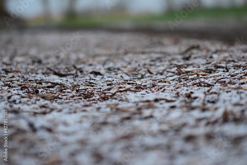 Snowy wood chips on the ground as a closeup with different focuses